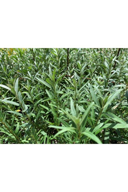 Довге вузьке листя обліпихи Дора